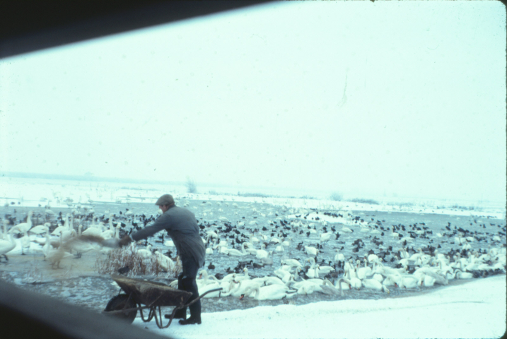 WWT Welney first warden Josh Scott swan feed.jpg